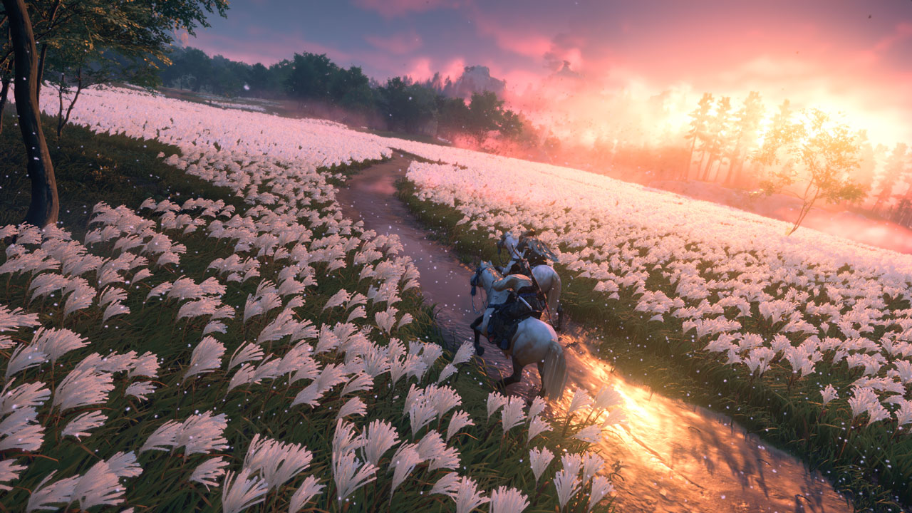 campo de flores brancas